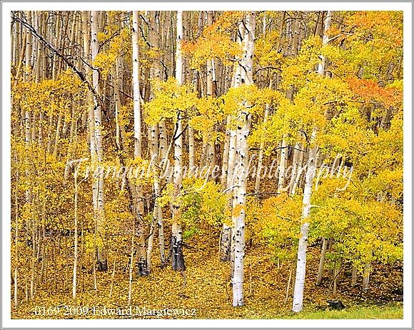 450591    A Golden Mountain Scene